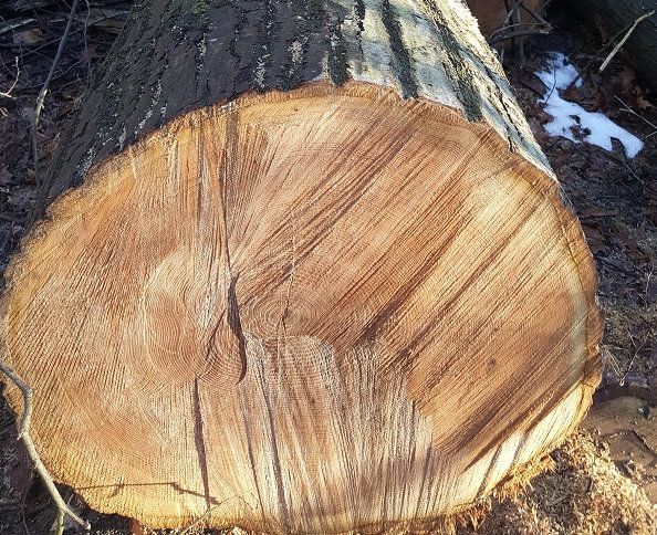 Ahorn: Edles Holz mit nicht deutlich sichtbaren Jahresringen.